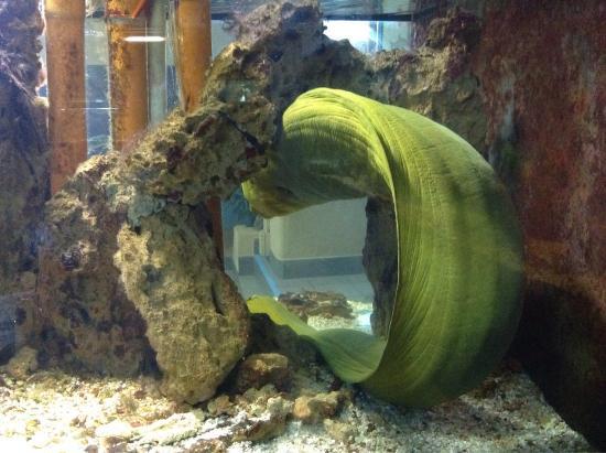 Aquarium of Alghero